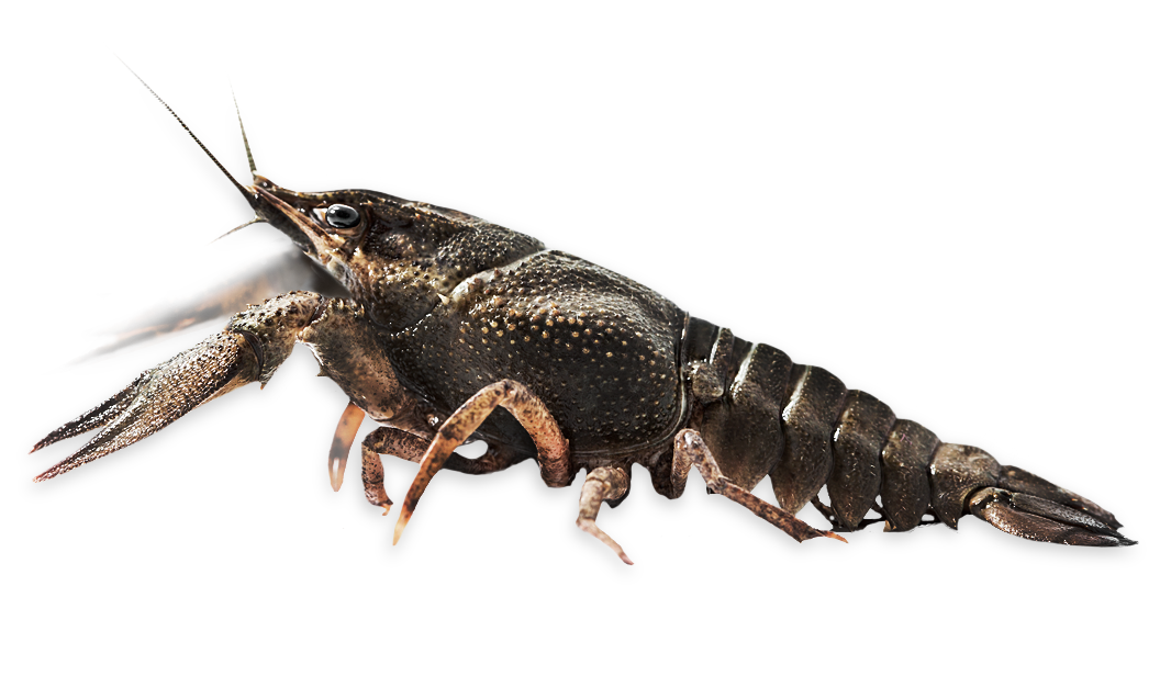 Cray Fish - Astacus astacus