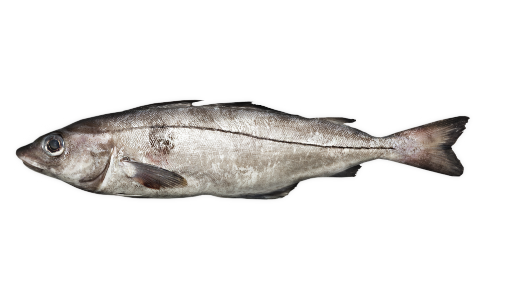 Haddock - Melangrammus aeglefinus