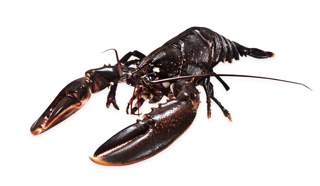 Lobster European - Homarus americanos