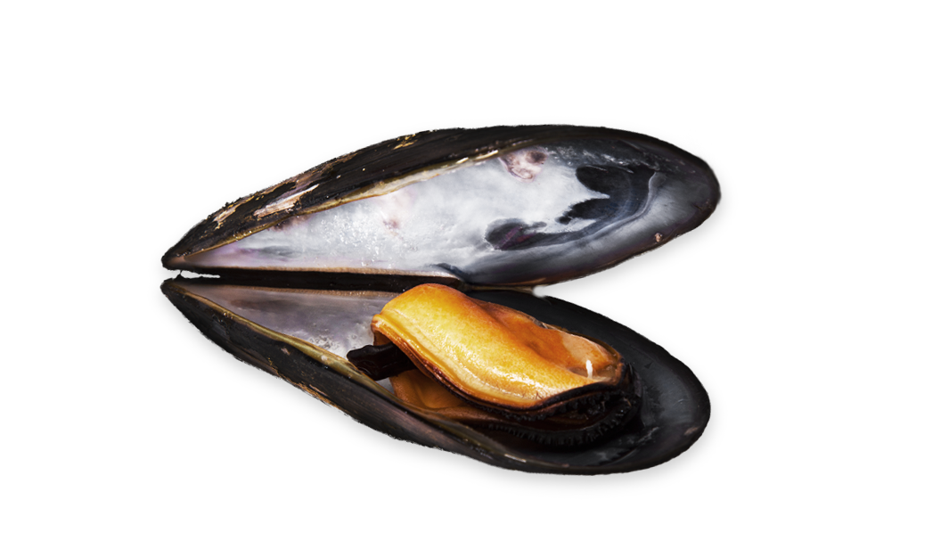 Black Mussels - Mytilus edulis