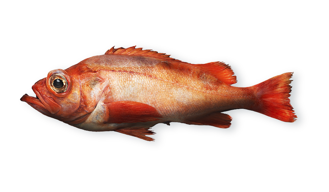 Red Fish - Sebastes marinus