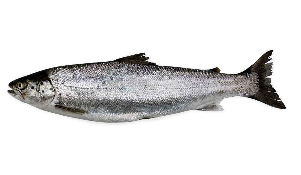 Atlantic Salmon - Salmo salar