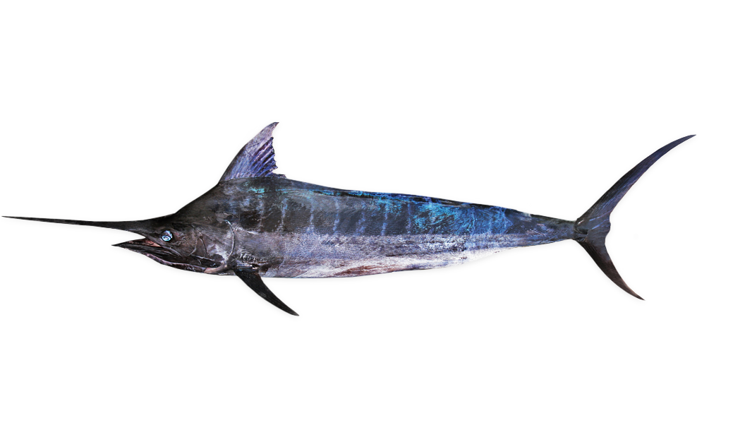 Swordfish - Xiphias gladius