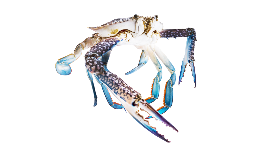 Blue Crab - 
