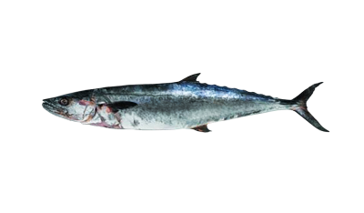 Kingfish (Kanaad)