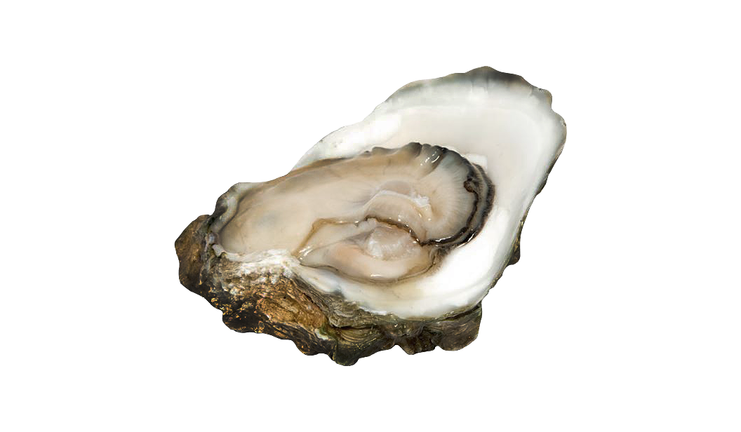 Oysters - Cassostrea Virginica